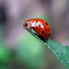 Ladybird