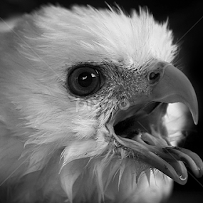 by Ruri Irawan - Black & White Animals