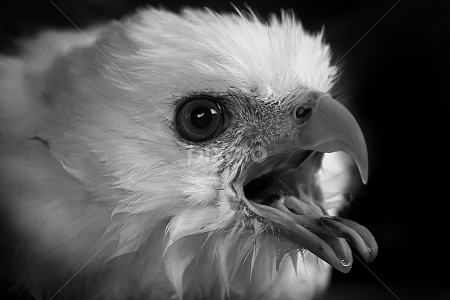 by Ruri Irawan - Black & White Animals