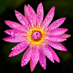 by Asher Jr Salvan - Flowers Flowers 2011-2013