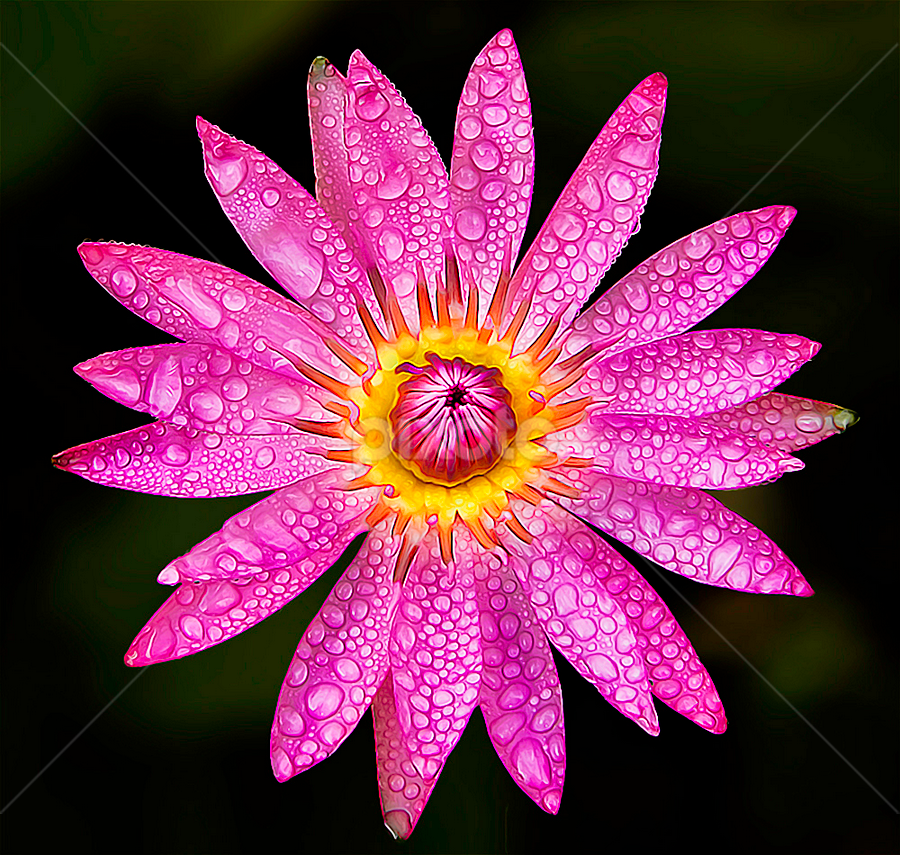 by Asher Jr Salvan - Flowers Flowers 2011-2013
