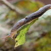 Leopard Slug