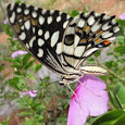 Butterflies of Tamil Nadu 