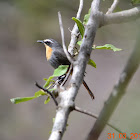 Cape Robin Chat