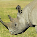 Rhino - Black Rhino - Hook-lipped Rhino; Swahili - Faru