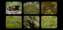 Salamander Jigsaw Puzzles APK