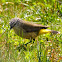 Yellow-rumped Thornbill