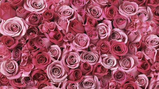 Roses Live Wallpaper
