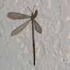 Antlion