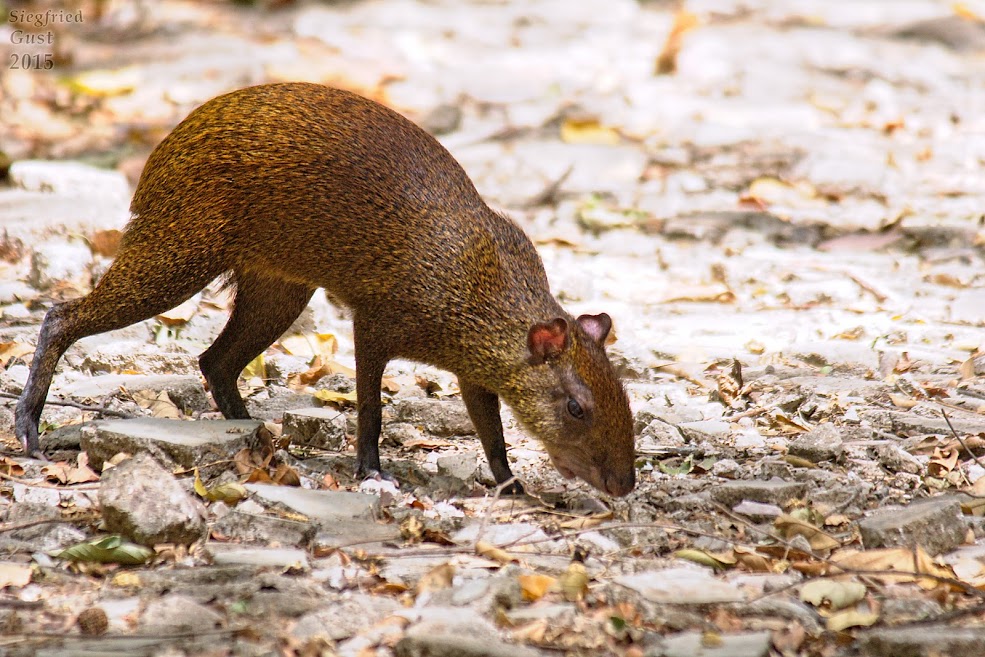 Agouti or Guatusa | Project Noah