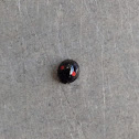 Twice-stabbed lady beetle