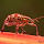 Gorgulhos do Paraná / Weevils from State of Paraná, Brazil