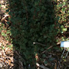 Fuchsia-Flowered Gooseberry