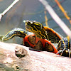 Western Painted Turtle