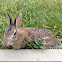 Cottontail rabbit