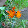 Fox and cubs