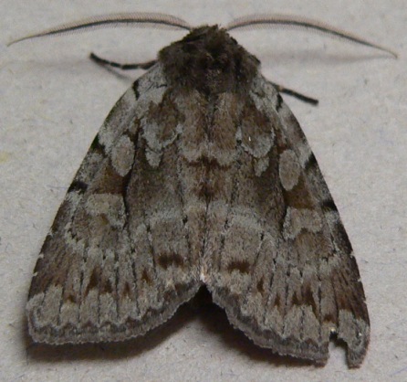 Southern Variable Dart Moth