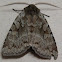 Southern Variable Dart Moth