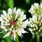 English White Clover