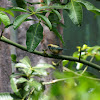 Burnished Buff Tanager