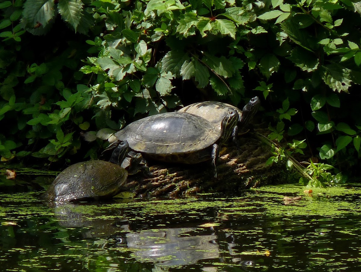 Northern Red-bellied Turtle