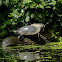 Northern Red-bellied Turtle