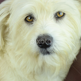 My Lila by Beate P - Uncategorized All Uncategorized