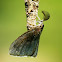 Bagworm Moth and Caterpillar (Mating)