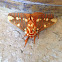 Royal walnut moth