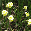 Minnow daffodil
