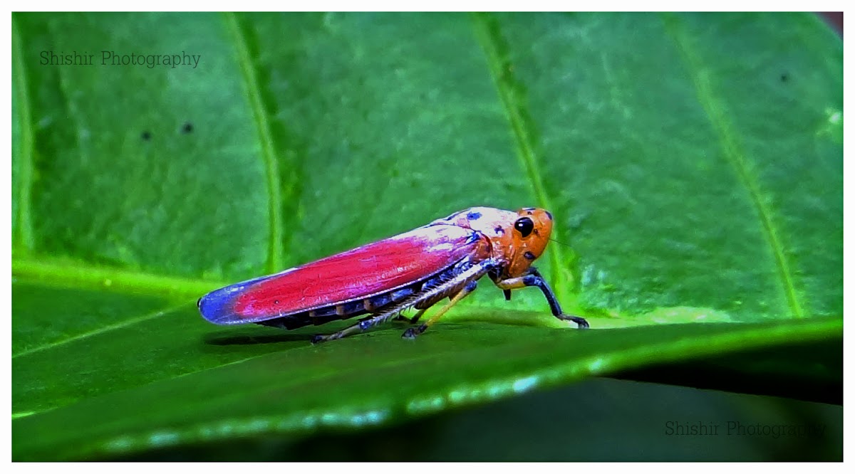 red vietnamese leafhopper