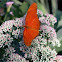 Dryas Iulia Butterfly