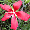 Swamp/scarlet hibiscus