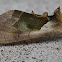 Green-Patched Looper Moth