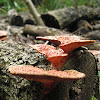 orange bracket fungus