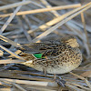 green winged teal