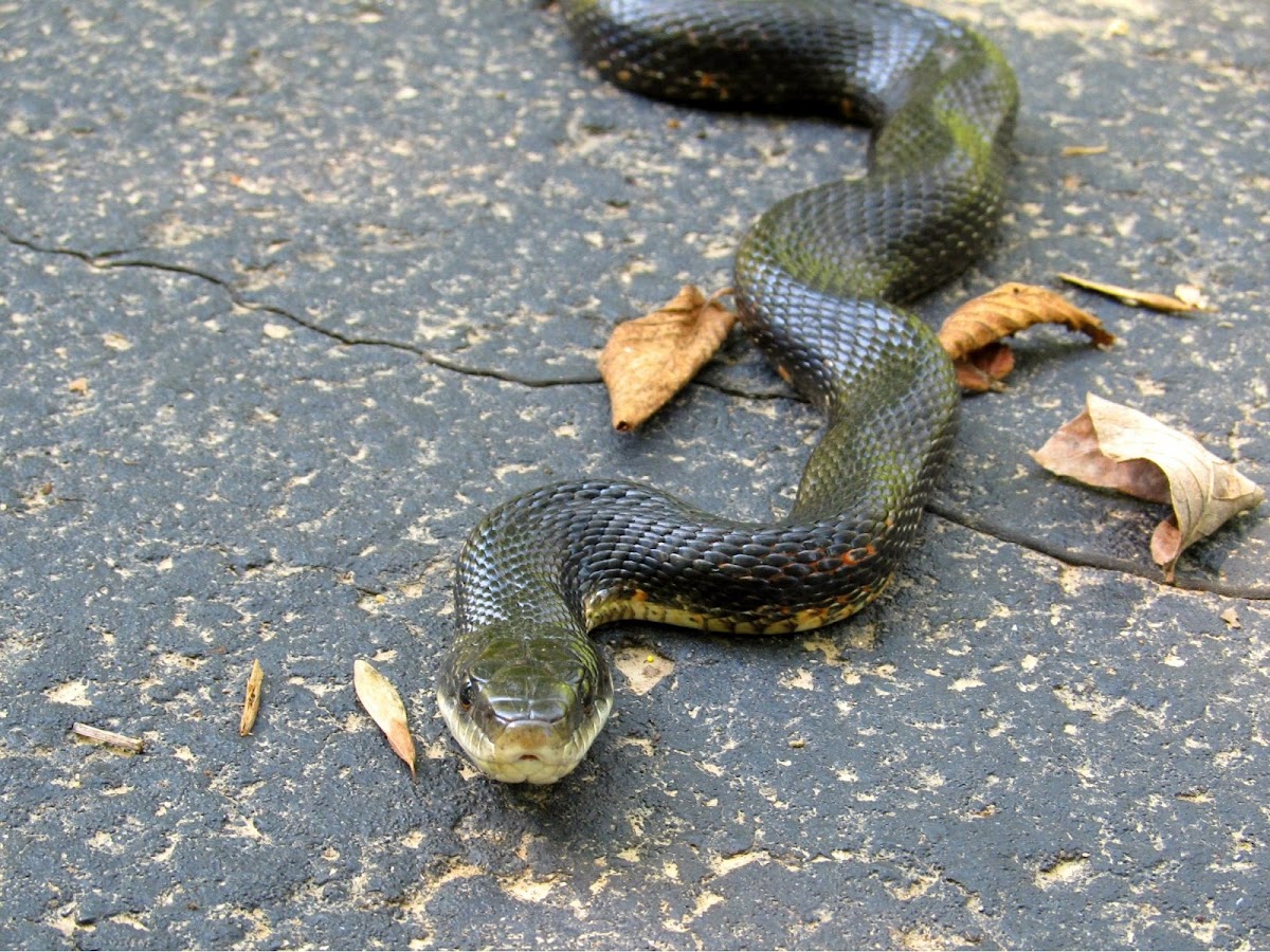 Texas Ratsnake (Black Rat Snake) | Project Noah