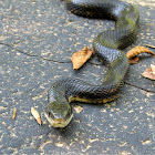 Texas Ratsnake (Black Rat Snake)