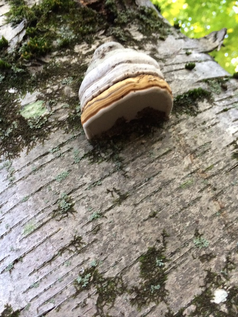 birch polypore