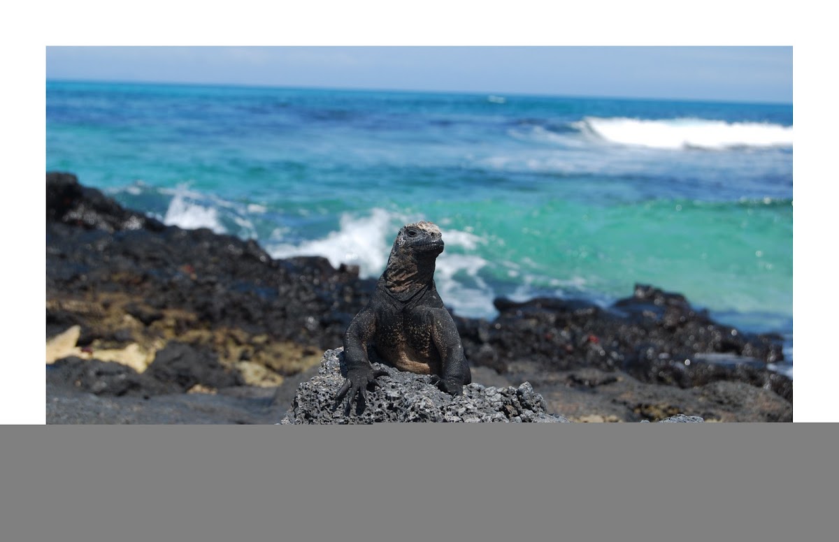 Iguana marina de Galápagos 