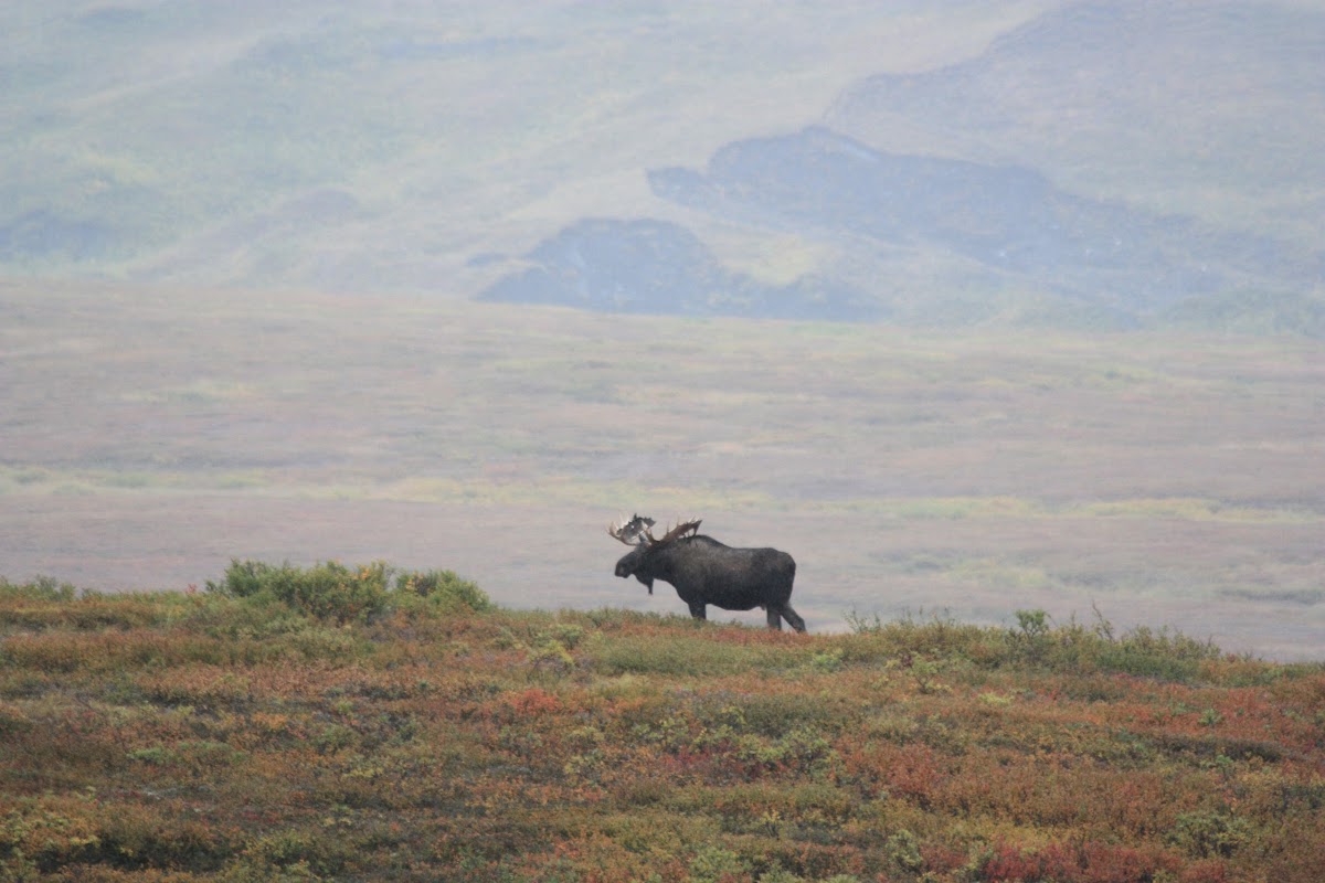 moose (North America) or Eurasian elk (Europe)