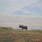 moose (North America) or Eurasian elk (Europe)