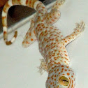 Tokay gecko