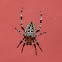 cross spider, european garden spider, diadem spider