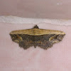 Noctuid Moth (♂)