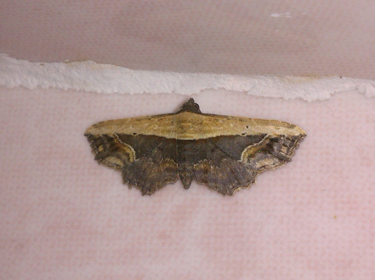 Noctuid Moth (♂)