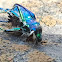 Six-spotted Tiger beetle