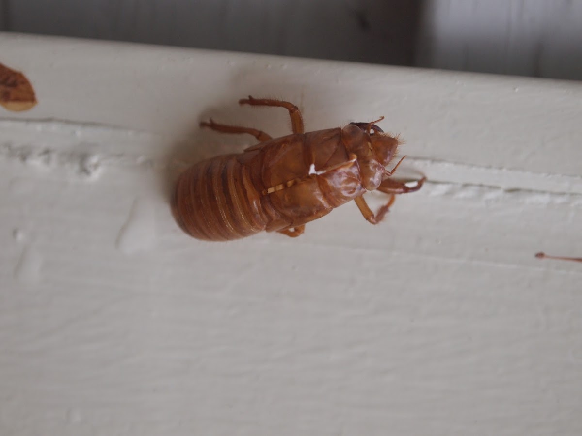 Cicada Nymph - Brood II