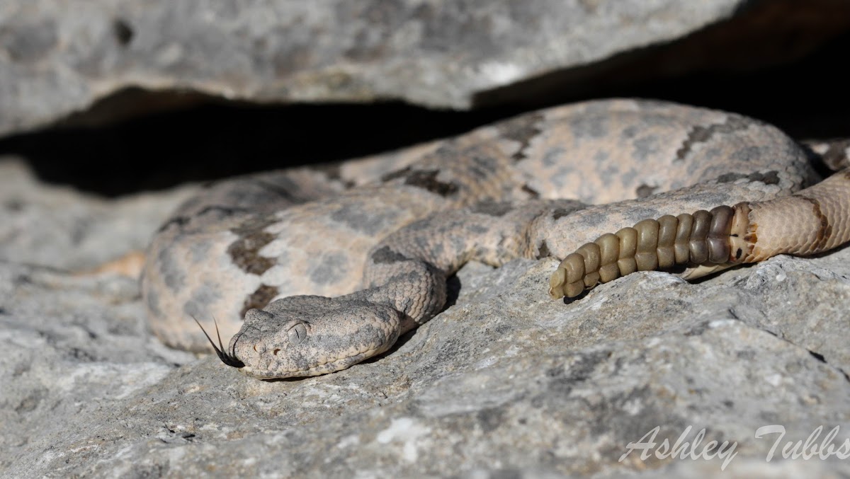 Rock Rattlesnake