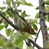 Cape May Warbler (female)